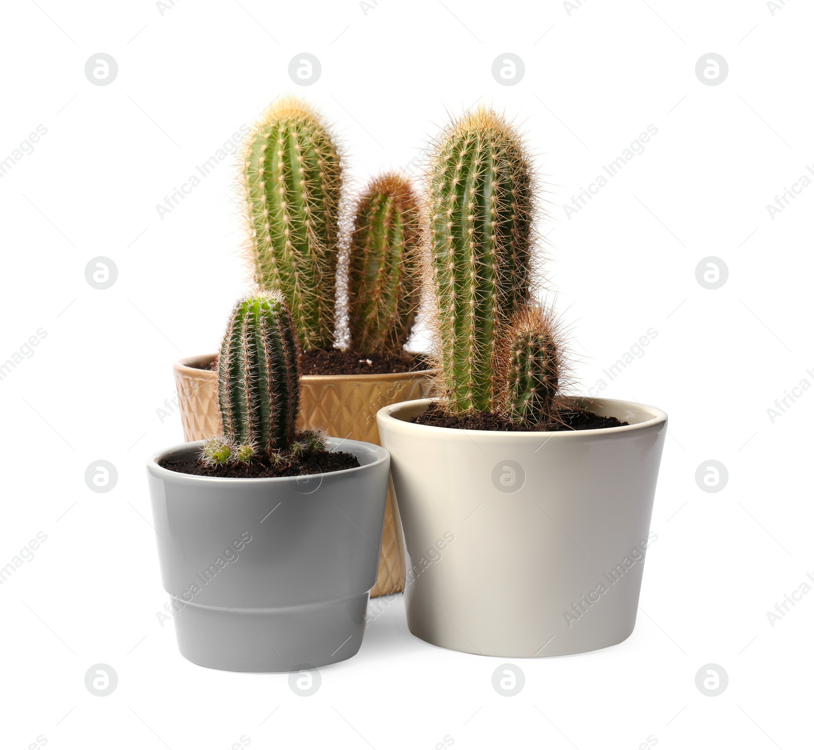 Photo of Beautiful green cacti in pots on white background