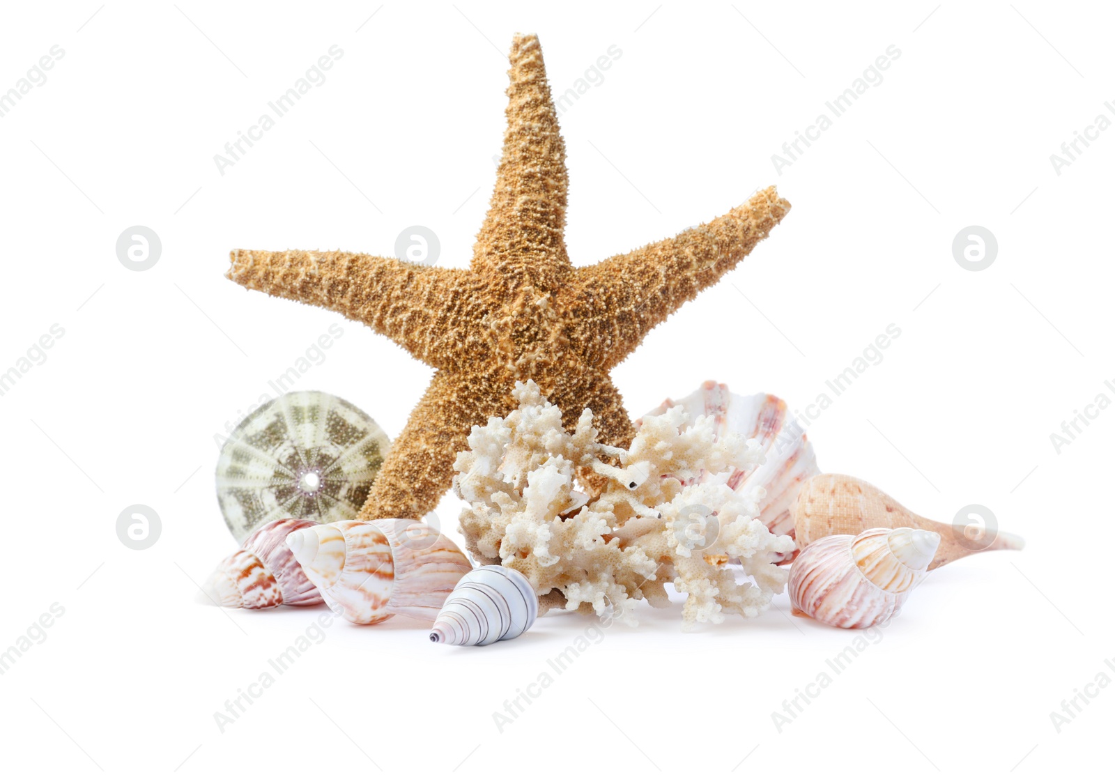 Photo of Beautiful sea star, coral and seashells on white background