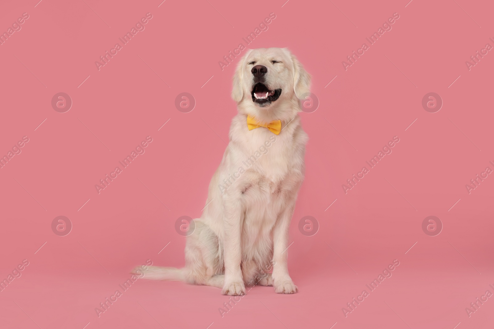 Photo of Cute Labrador Retriever dog with bow tie on pink background