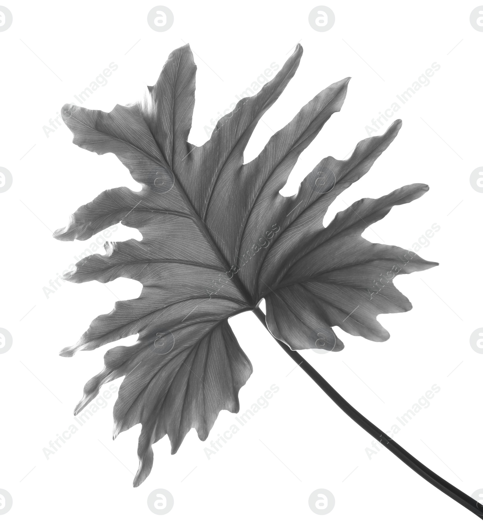 Image of Tropical Philodendron leaf on light background. Black and white tone