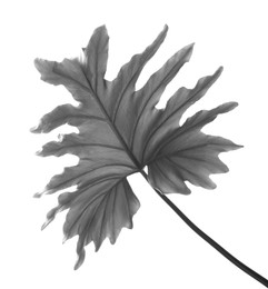 Image of Tropical Philodendron leaf on light background. Black and white tone