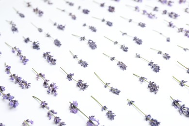 Beautiful fresh lavender flowers on white background