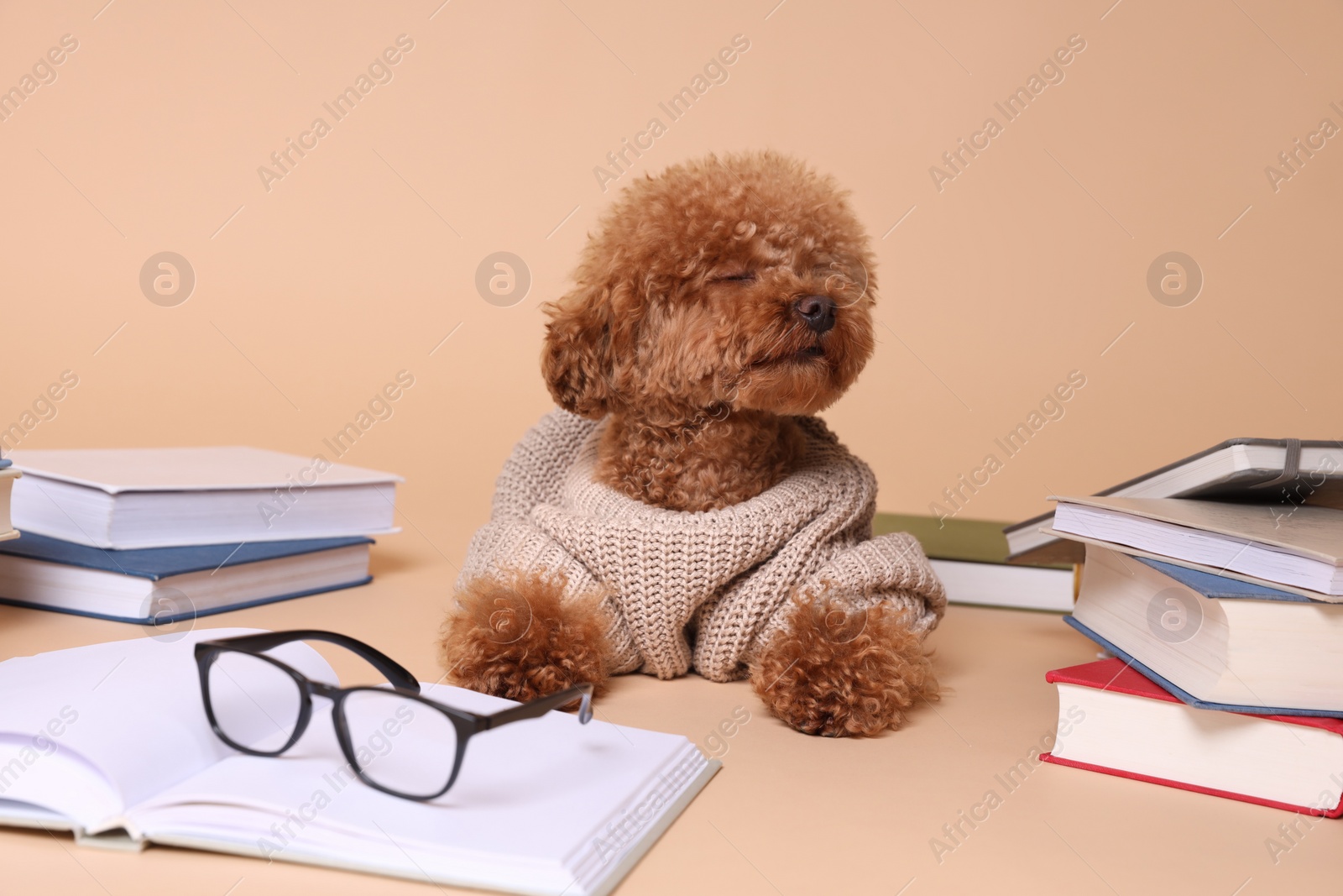 Photo of Cute Maltipoo dog in knitted sweater surrounded by many books on beige background