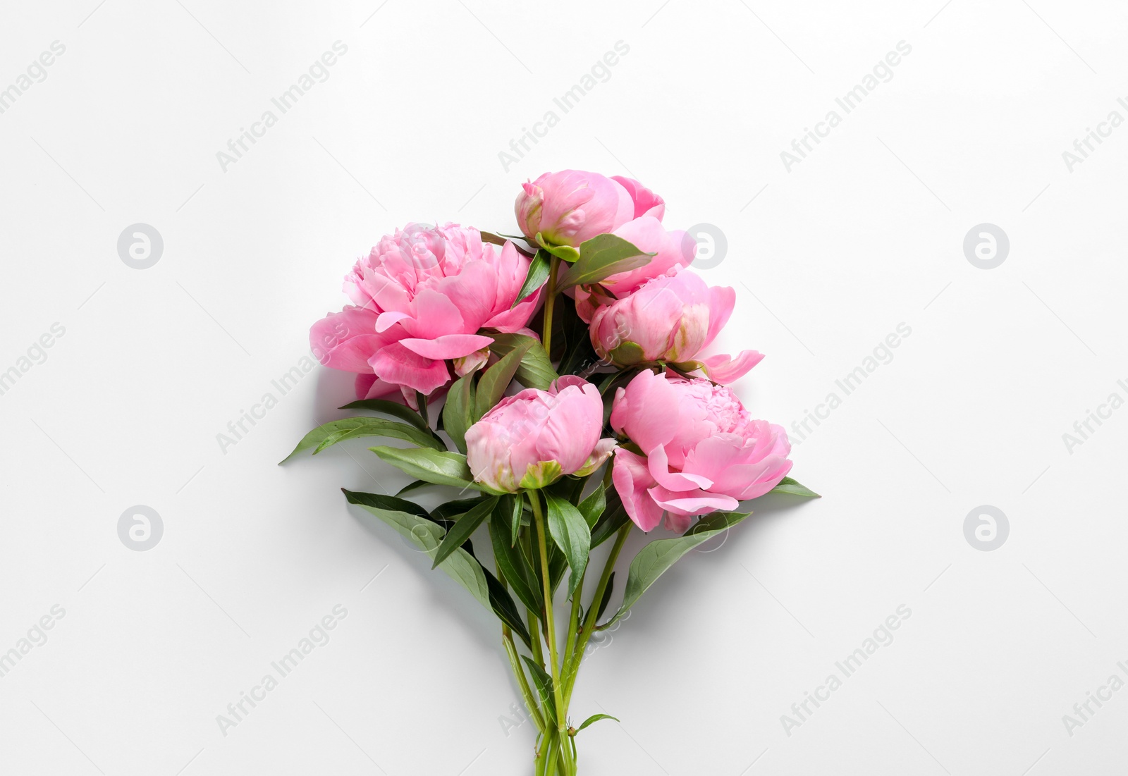 Photo of Beautiful fragrant peony flowers on white background