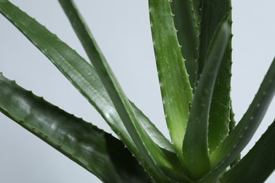 Beautiful aloe vera plant on light gray background, closeup