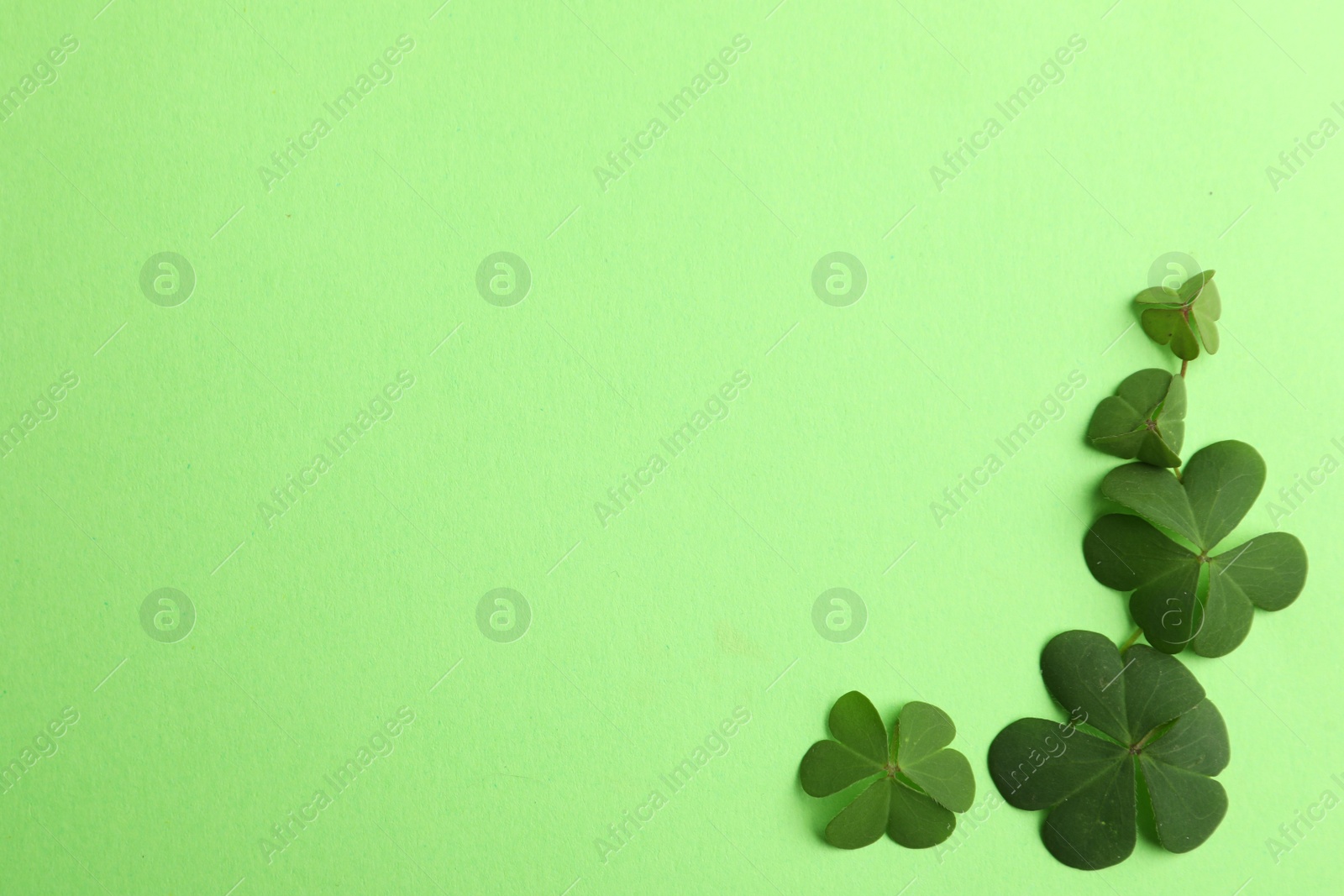 Photo of Clover leaves on green background, flat lay with space for text. St. Patrick's Day symbol