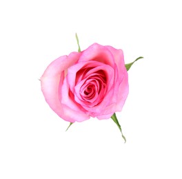 Photo of One tender pink rose isolated on white