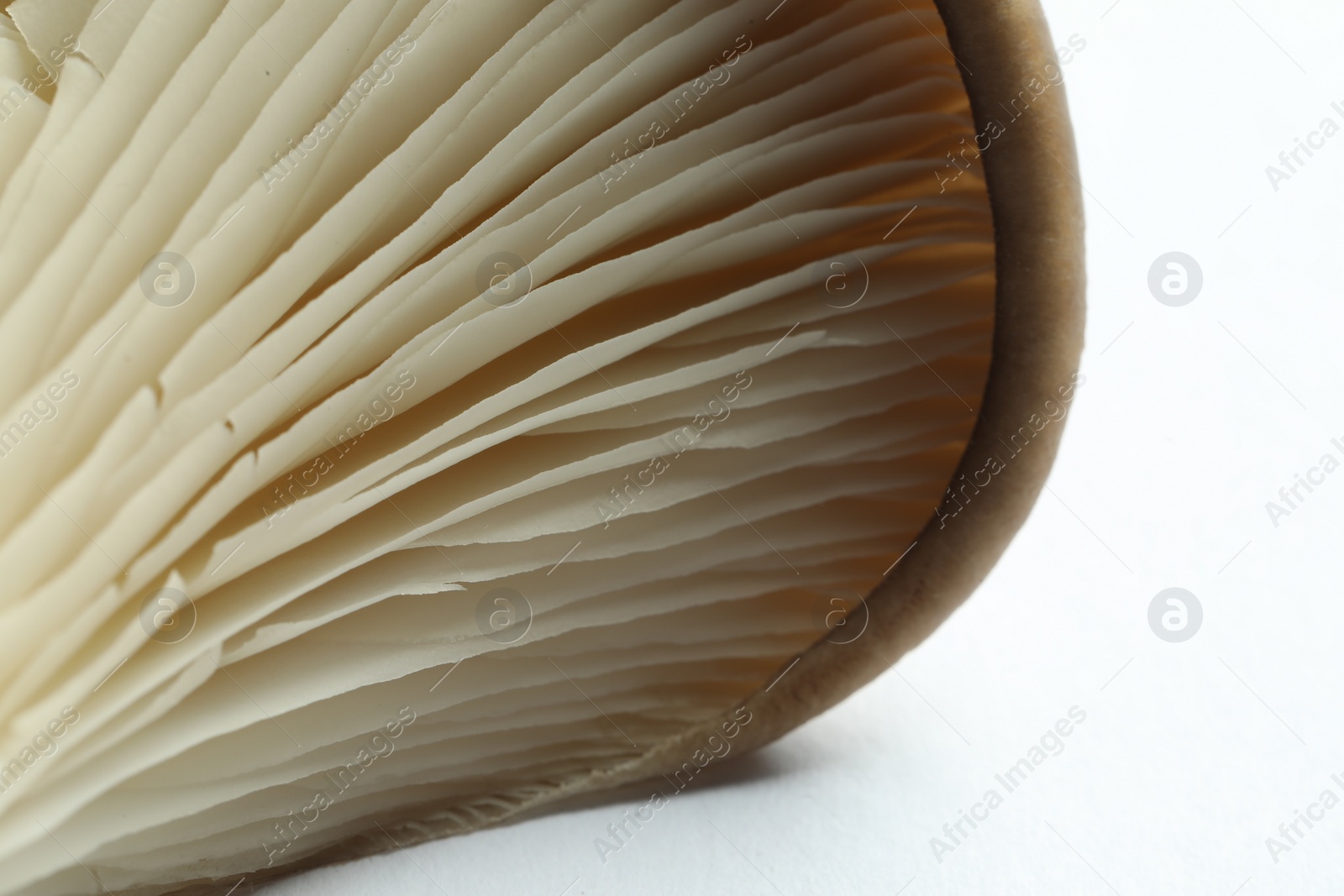 Photo of Fresh oyster mushroom on white background, macro view