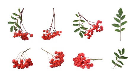 Image of Set with ripe rowan berries on white background