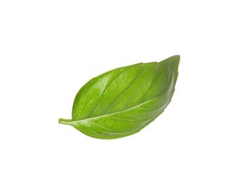 One green basil leaf isolated on white