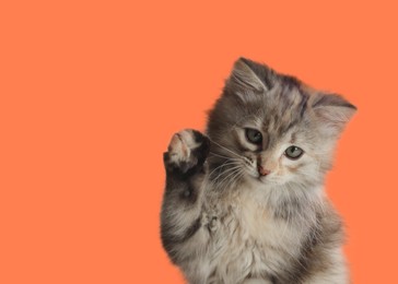 Image of Cute fluffy kitten on pale orange background