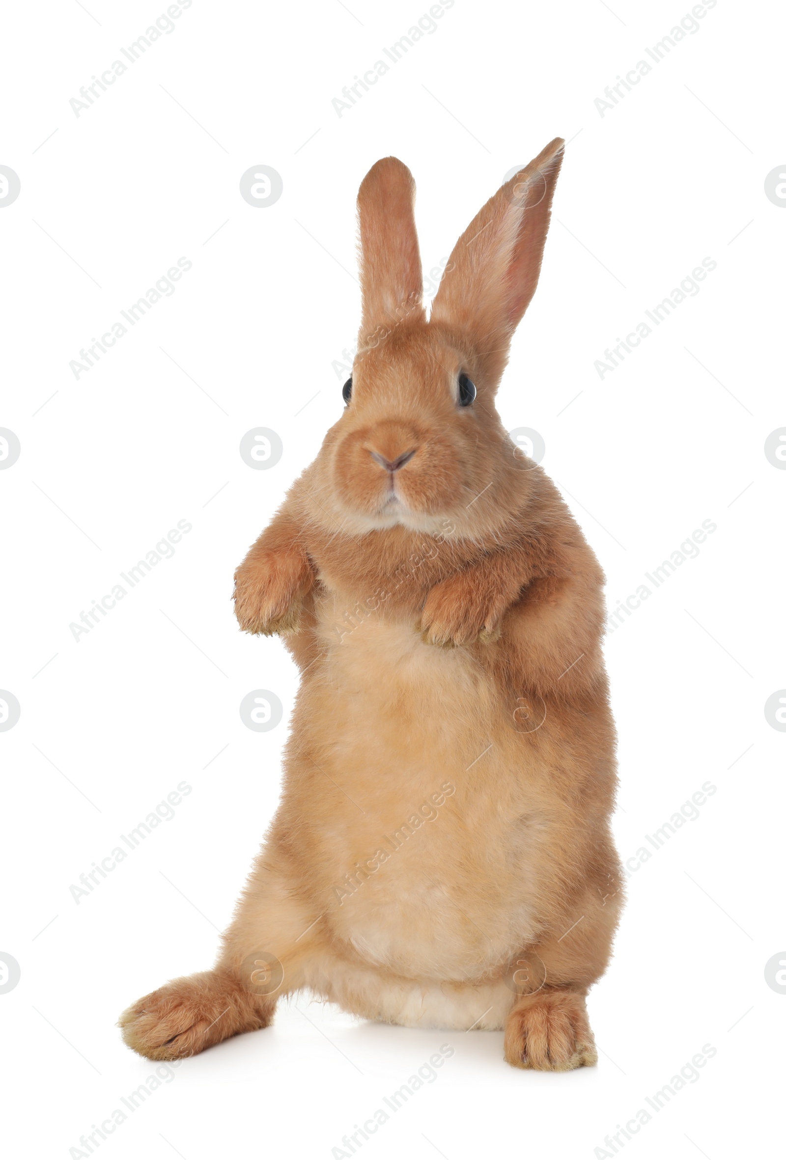 Photo of Cute bunny isolated on white. Easter symbol