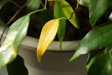Photo of Houseplant with leaf blight disease, closeup view
