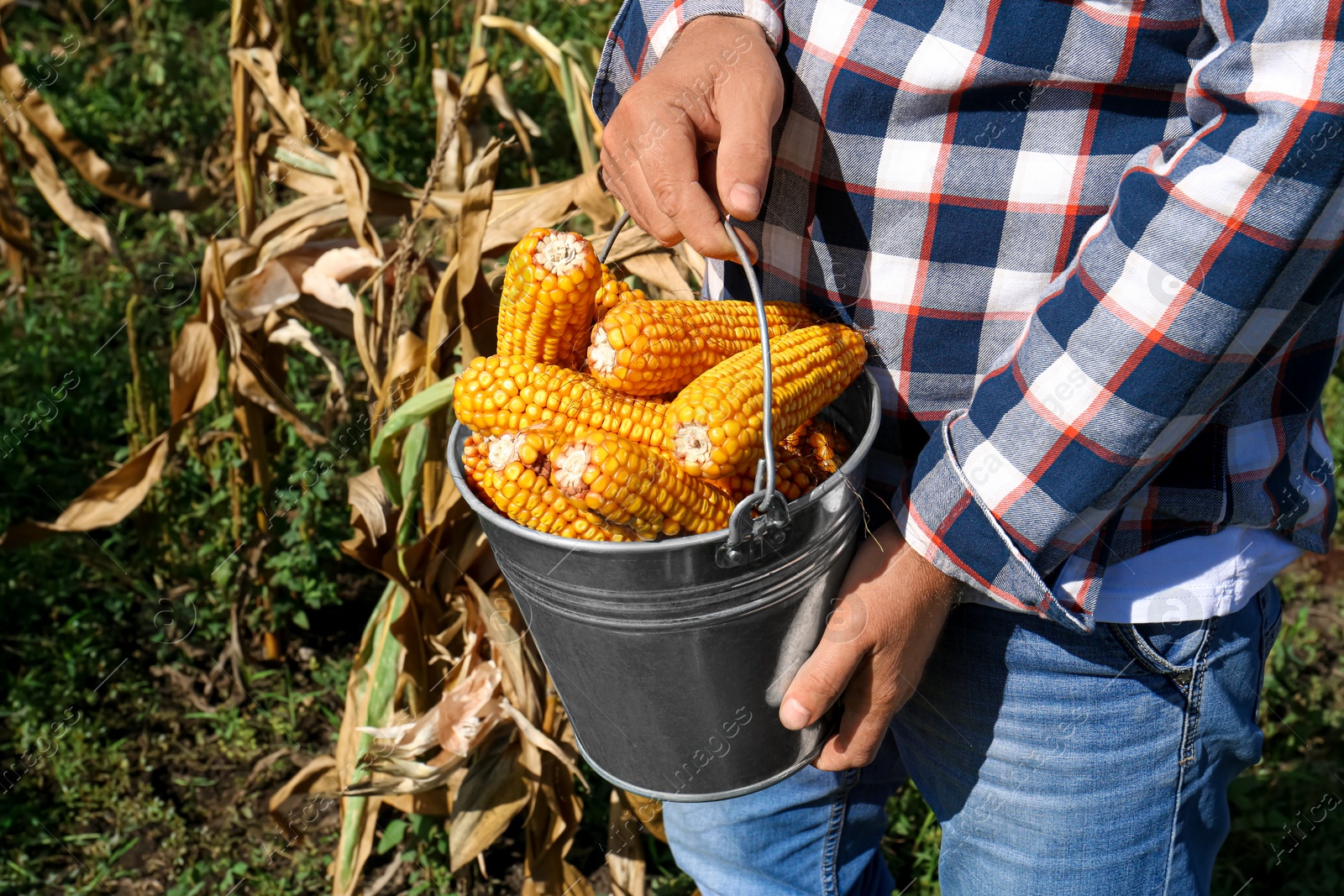 Photo of Man holding bucket with delicious ripe corn cobs in field, closeup