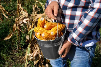 Man holding bucket with delicious ripe corn cobs in field, closeup