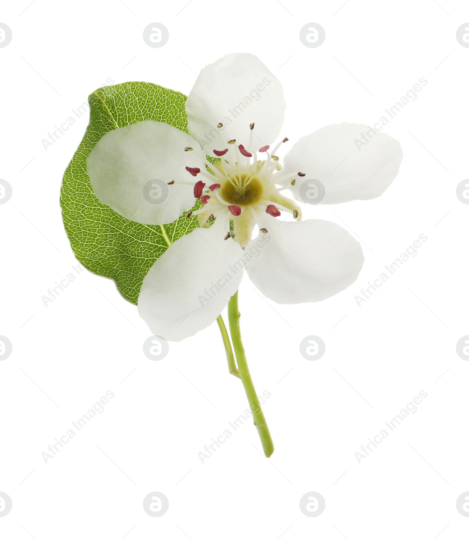 Photo of Beautiful flower of blossoming pear tree on white background