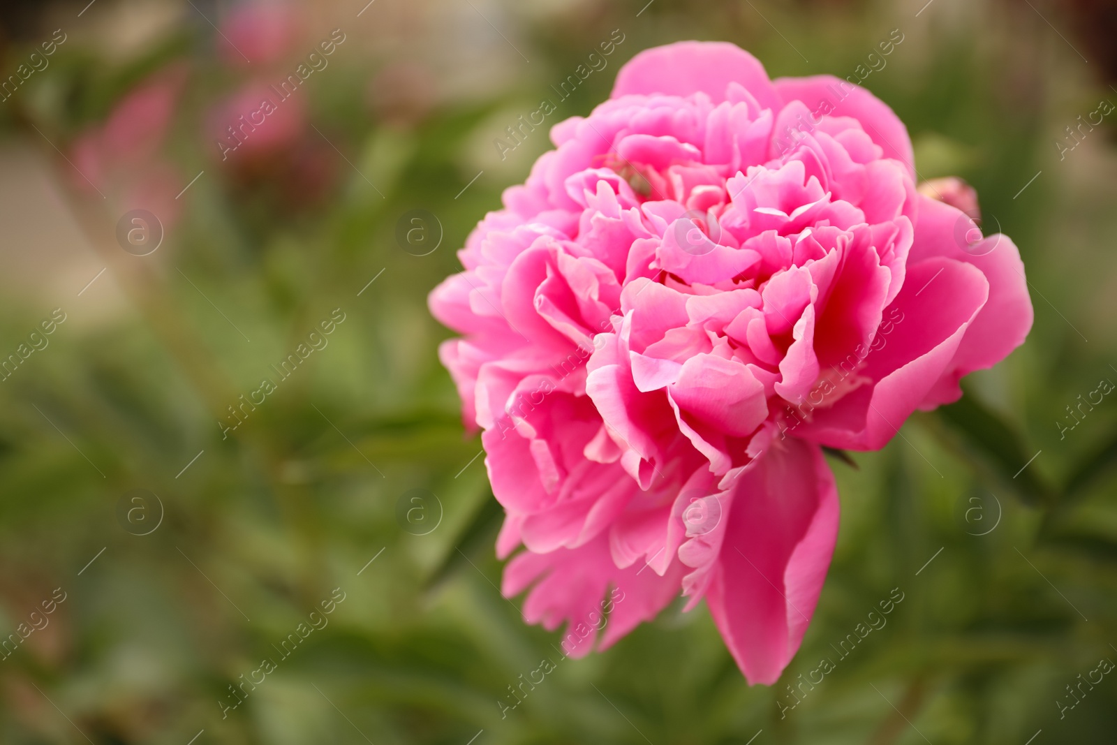 Photo of Beautiful blooming pink peony outdoors, closeup. Space for text