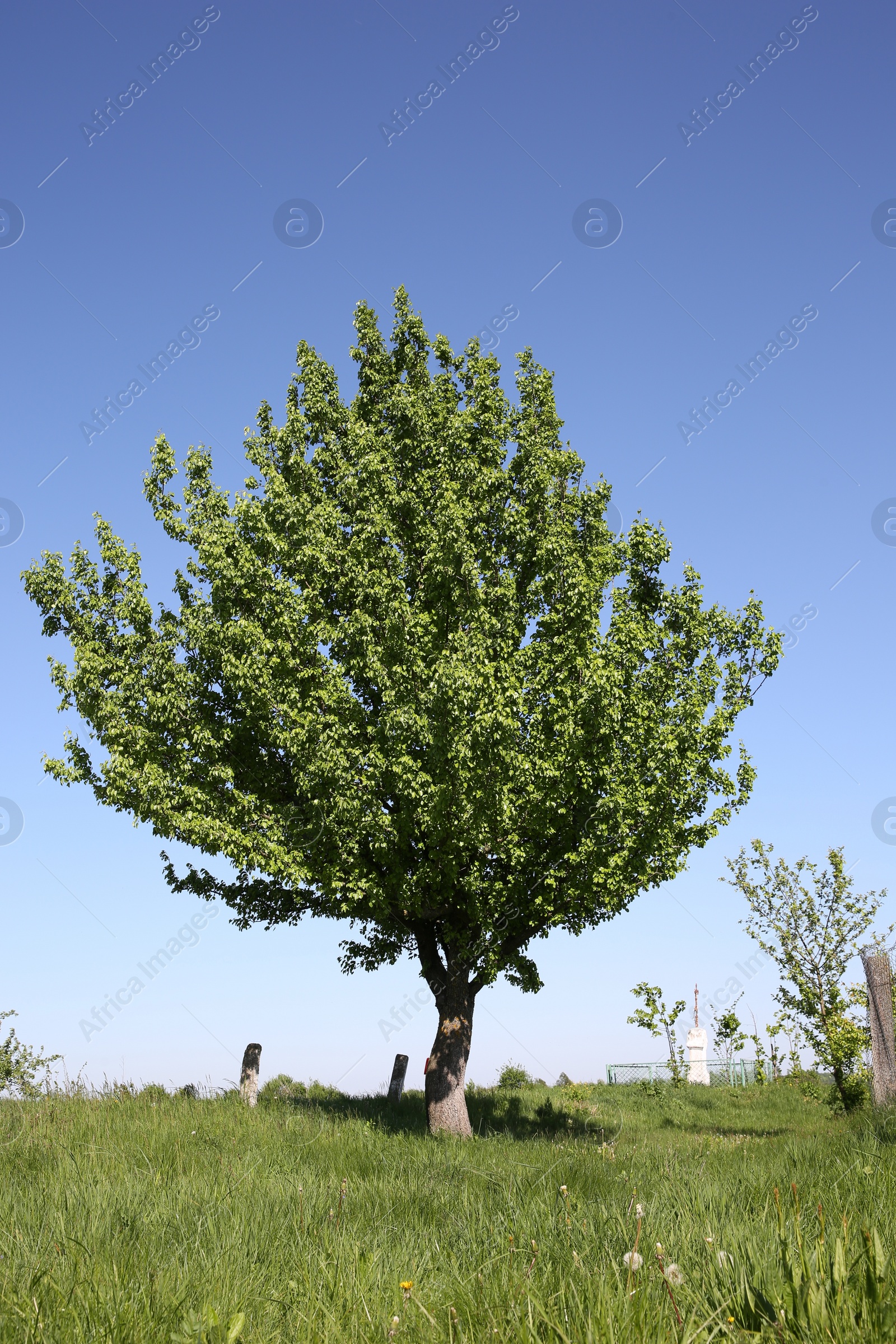 Photo of Beautiful tree growing outdoors on sunny day