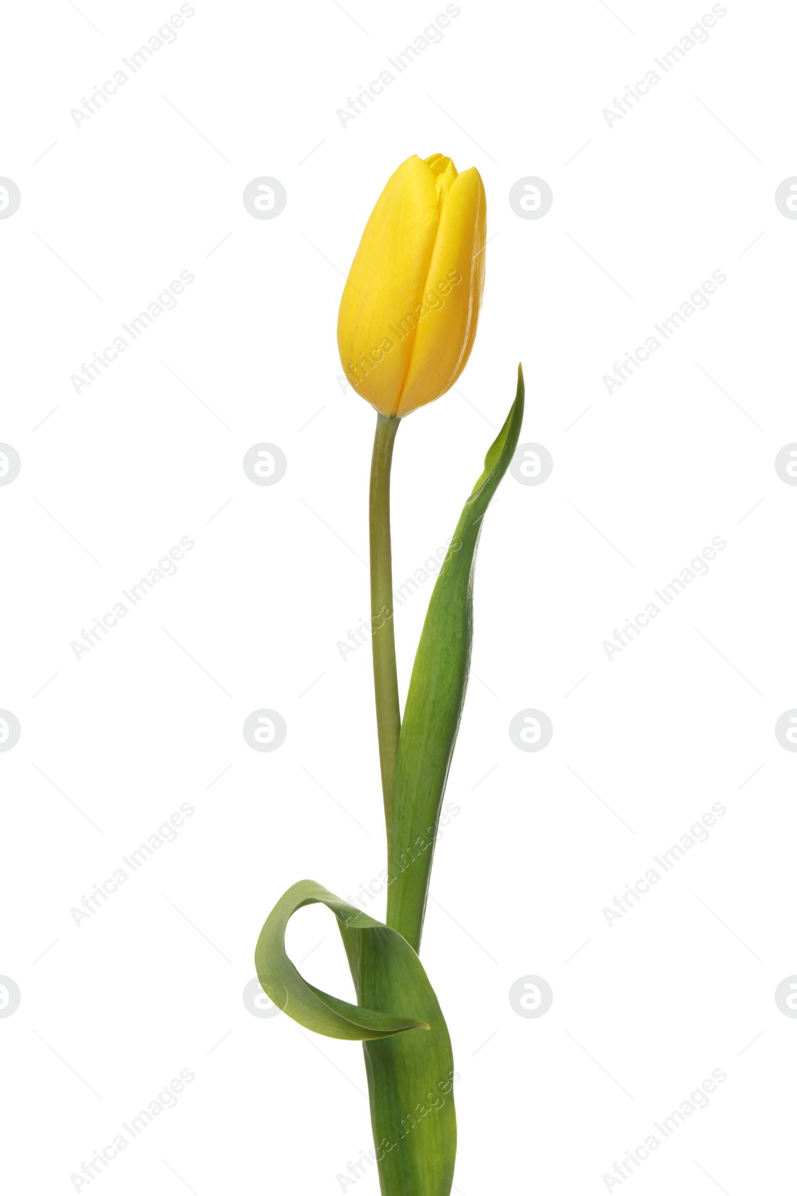 Photo of Beautiful yellow tulip flower isolated on white