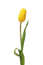 Beautiful yellow tulip flower isolated on white