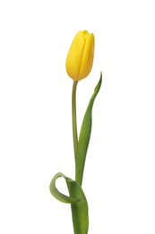 Photo of Beautiful yellow tulip flower isolated on white