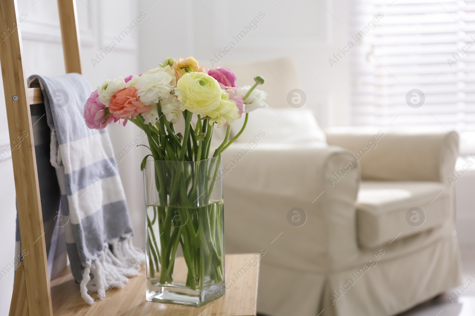 Photo of Beautiful ranunculus flowers in vase on wooden chair indoors, space for text