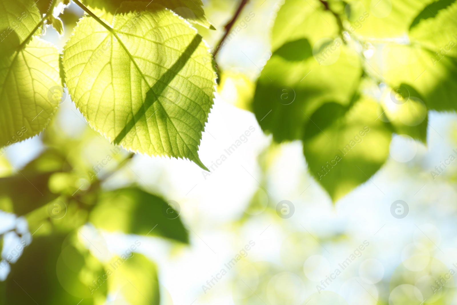 Image of Tree branch with green leaves on sunny day. Springtime