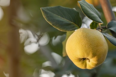 Photo of Quince tree branch with fruit outdoors, closeup. Space for text