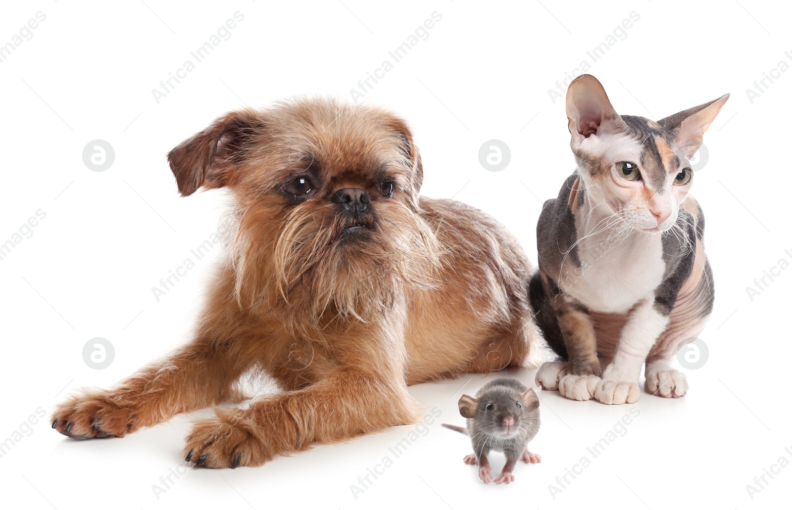 Image of Adorable dog, cat and rat together on white background