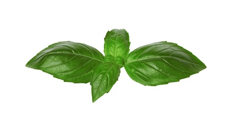 Fresh green basil leaves isolated on white