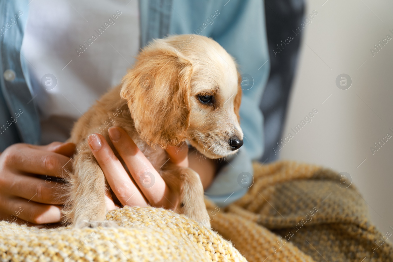 Photo of Owner with cute English Cocker Spaniel puppy, closeup