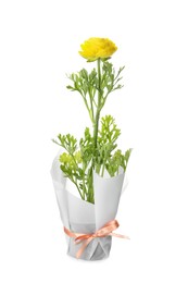 Photo of Beautiful yellow ranunculus flower in pot on white background
