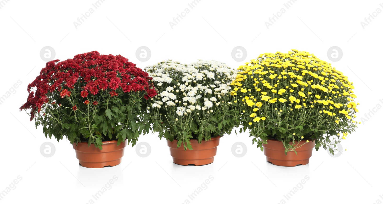 Photo of Pots with beautiful colorful chrysanthemum flowers on white background