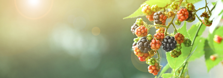 Ripening blackberries on branch against blurred background, closeup. Banner design with space for text