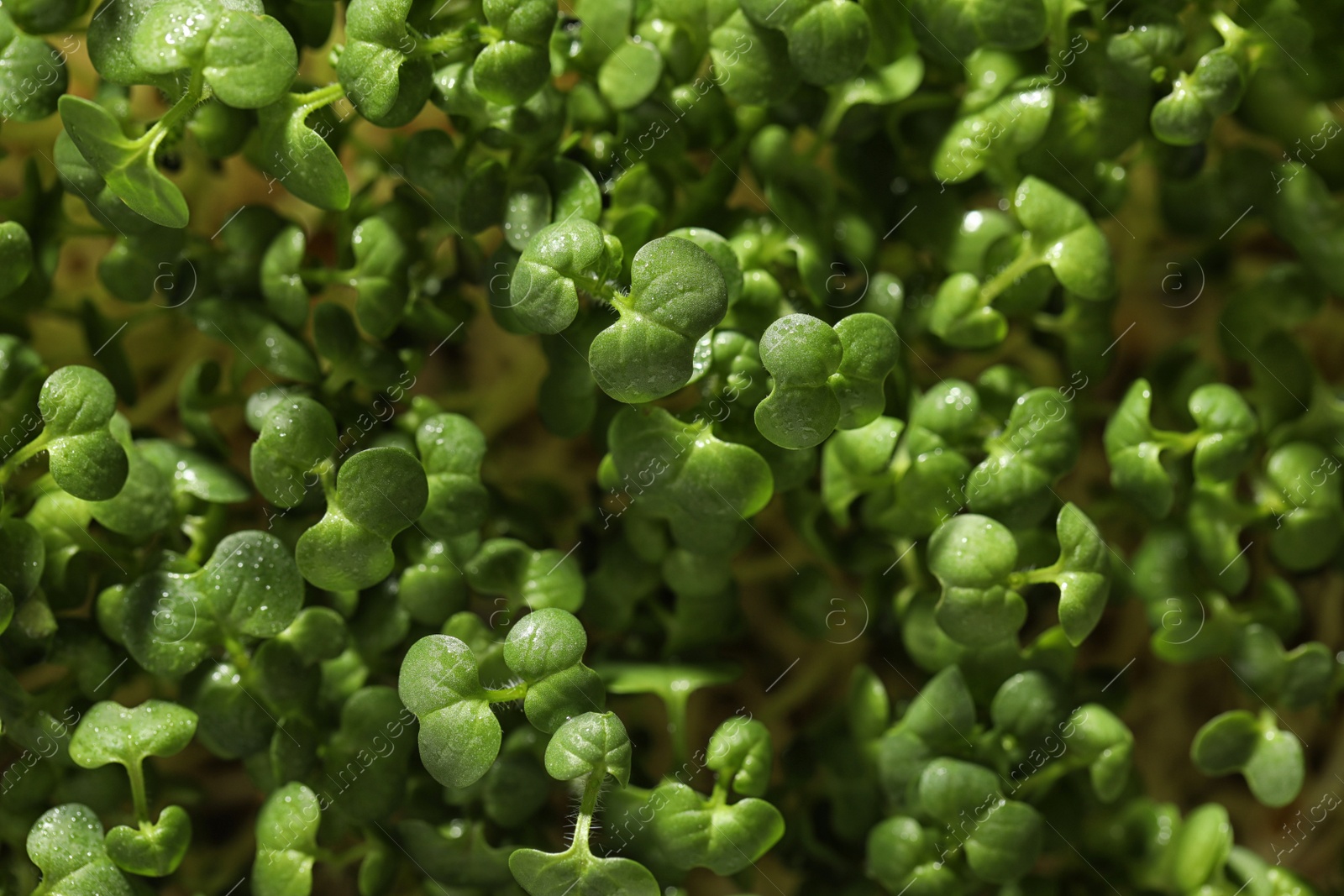 Photo of Sprouted arugula seeds as background, closeup view