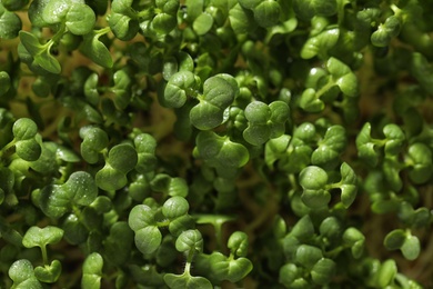 Sprouted arugula seeds as background, closeup view