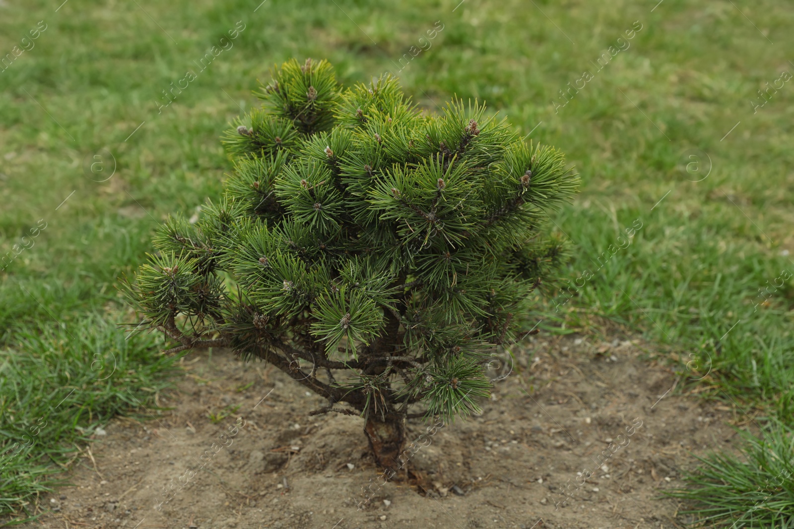 Photo of Newly planted young pine tree in park