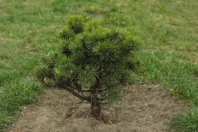 Photo of Newly planted young pine tree in park