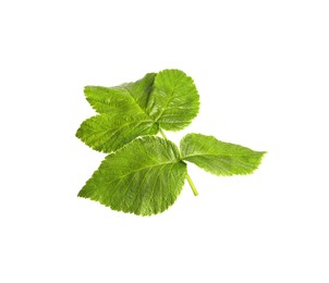 Fresh green blackberry leaves isolated on white