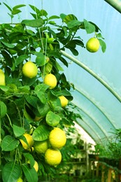 Photo of Tree branches with green leaves and unripe lemons in greenhouse