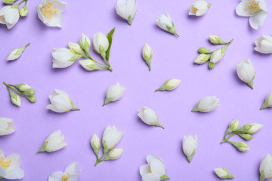 Flat lay composition with beautiful jasmine flowers on lilac background
