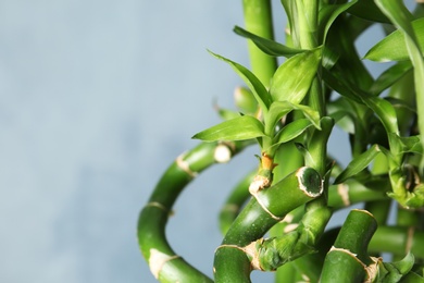 Green bamboo plant on color background, closeup. Space for text