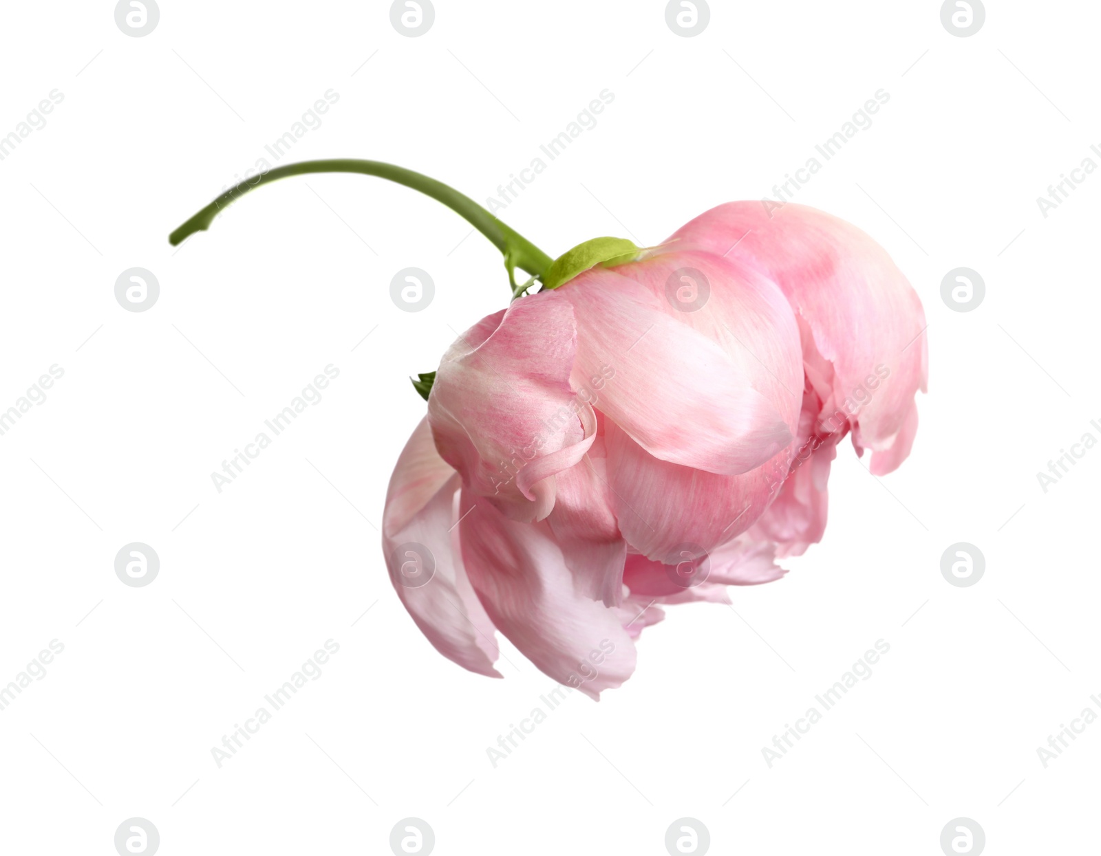 Photo of Beautiful pink peony flower isolated on white