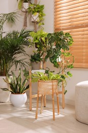 Photo of Cozy room interior with different beautiful houseplants near window