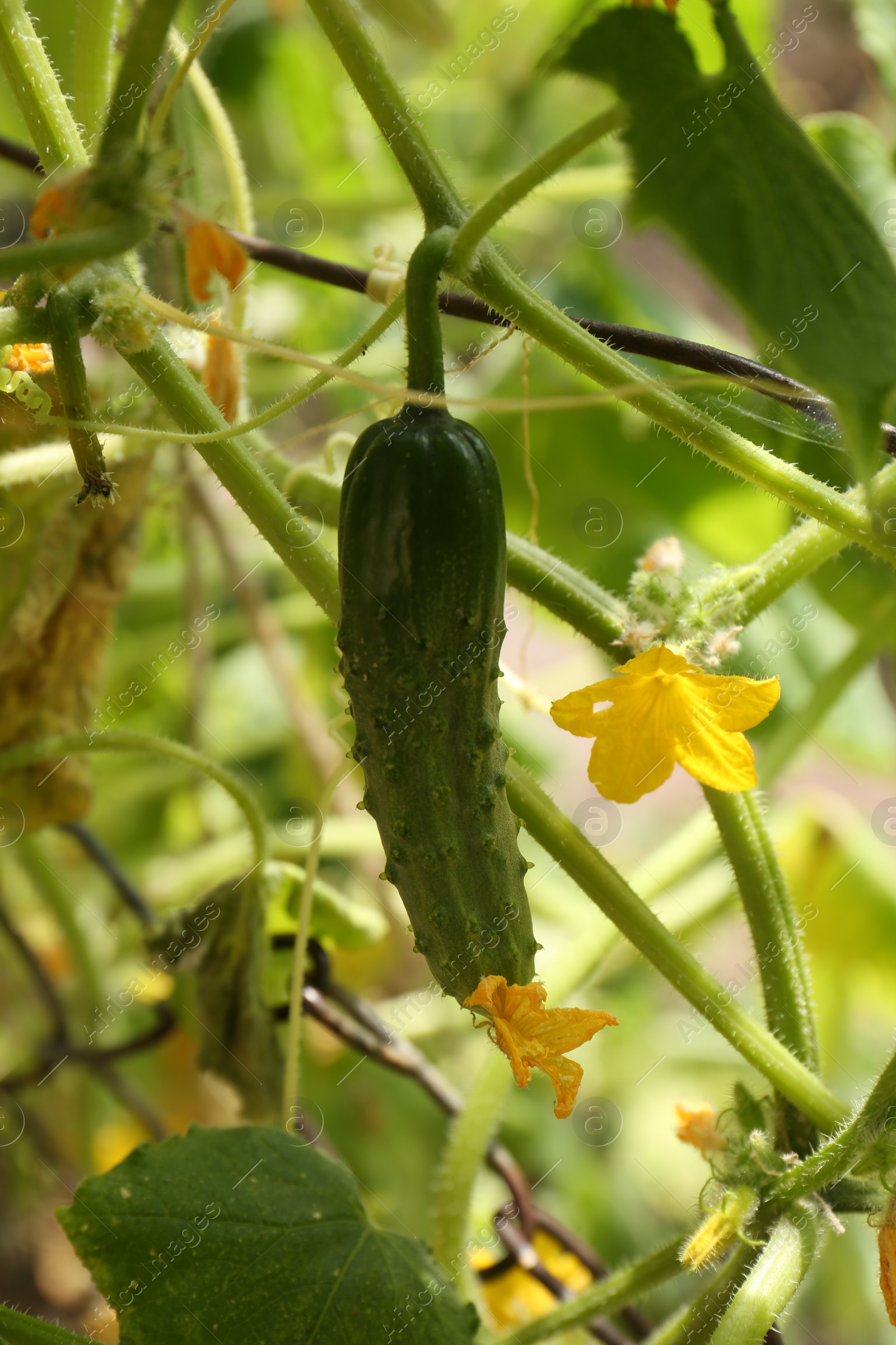 Photo of Closeup view of cucumber ripening in garden on sunny day