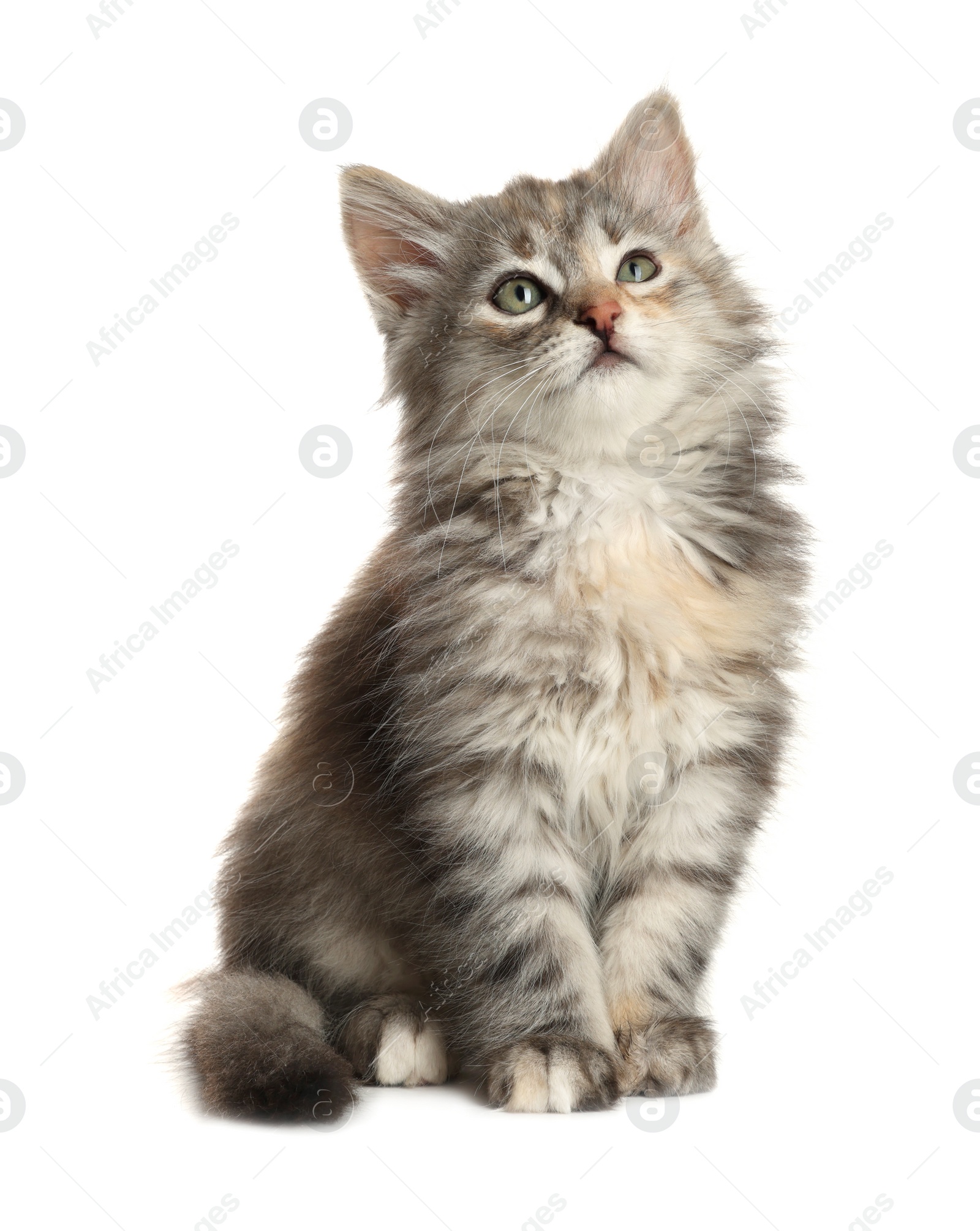 Photo of Cute fluffy kitten on white background. Baby animal