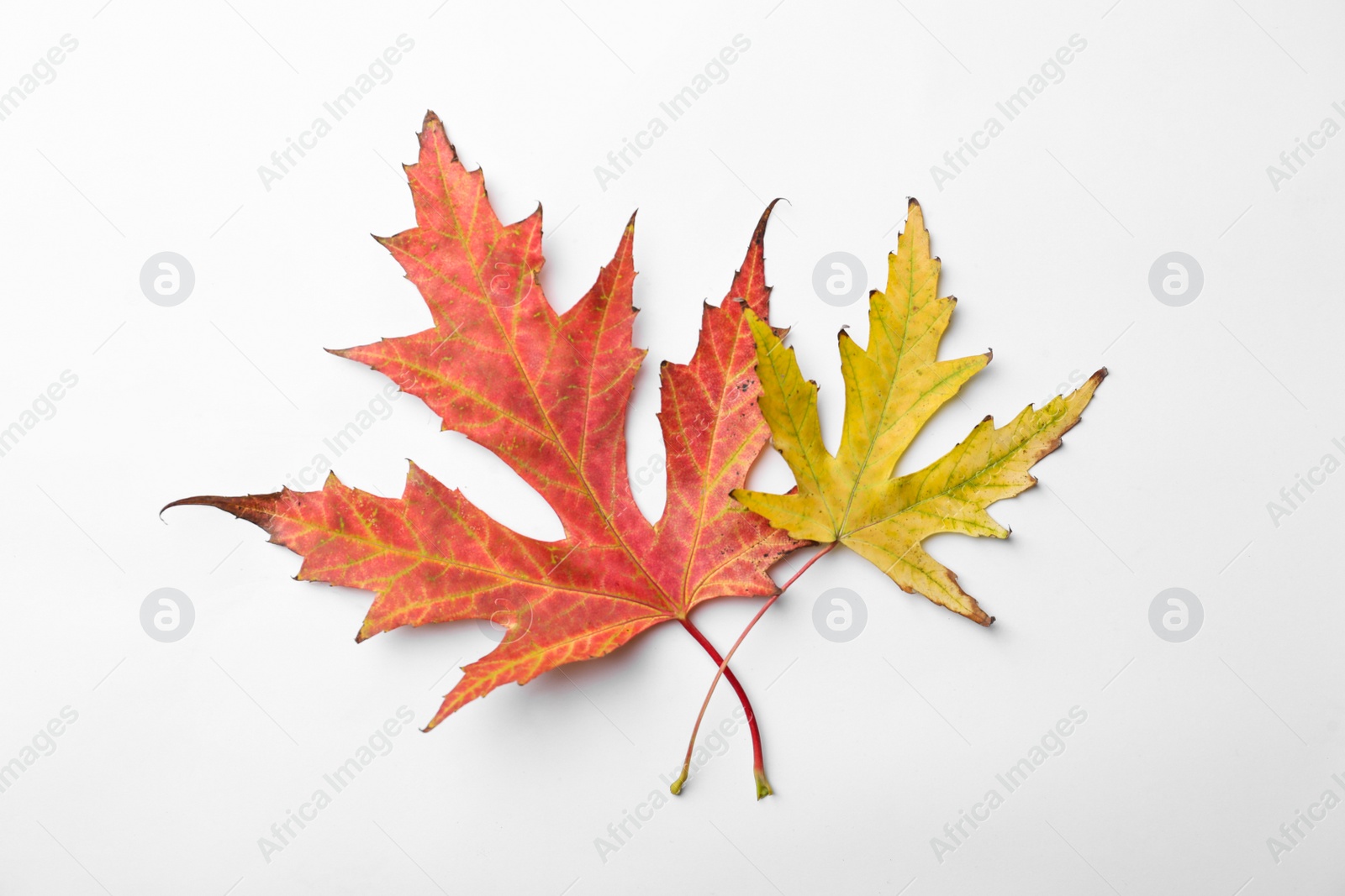 Photo of Dry leaves of Japanese maple tree on white background, top view. Autumn season