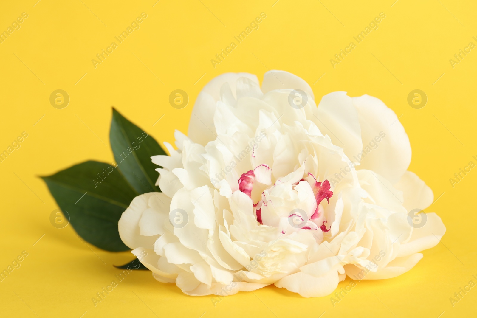 Photo of Beautiful white peony flower on yellow background, closeup