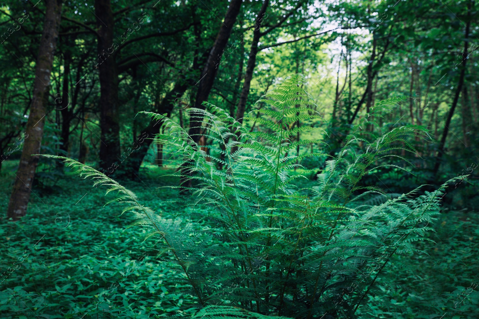 Photo of Beautiful fern with lush green leaves growing outdoors. Tropical plant