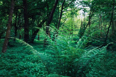 Beautiful fern with lush green leaves growing outdoors. Tropical plant